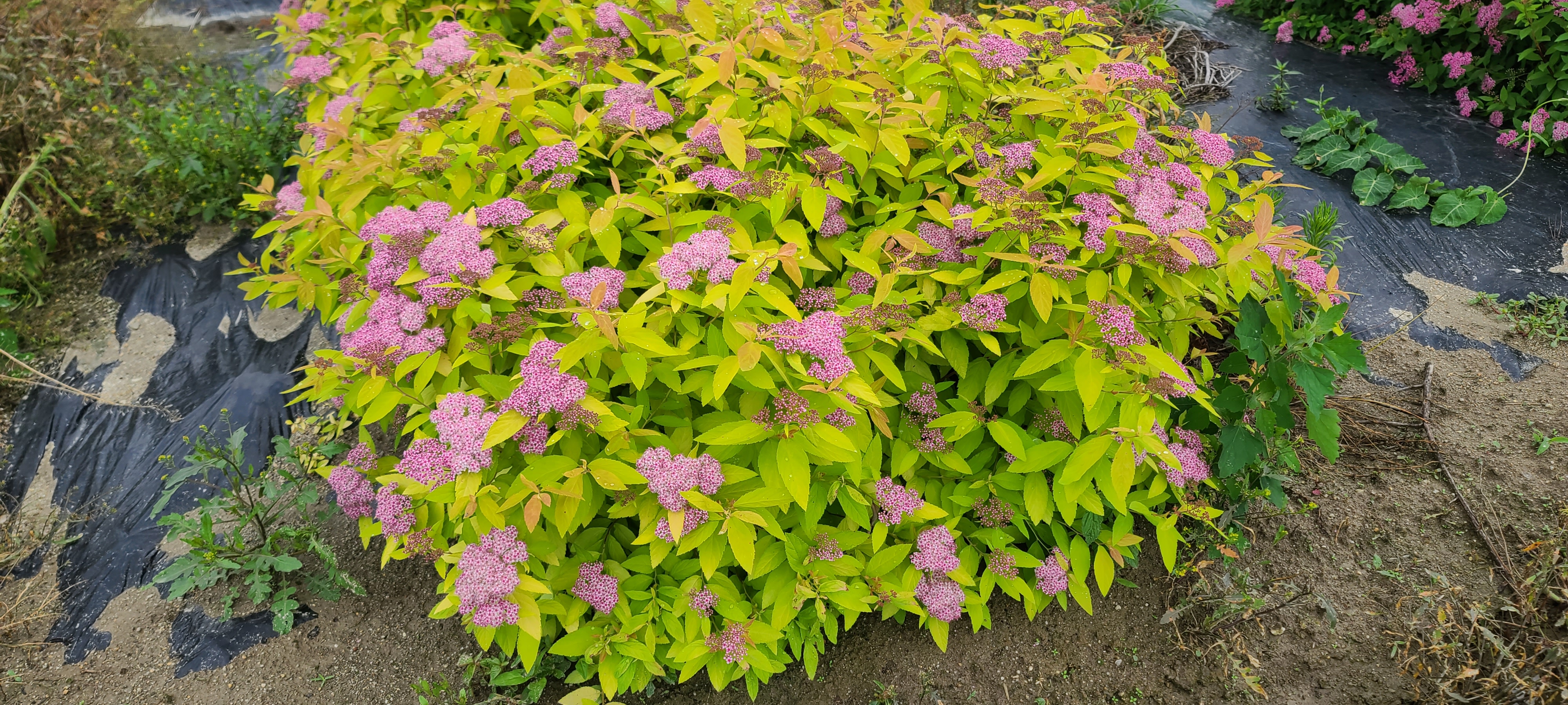 Spiraea japonica ‘Cherry Lips’